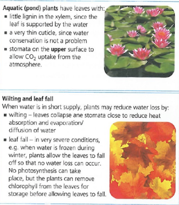 Adaptations to Reduce Transpiration